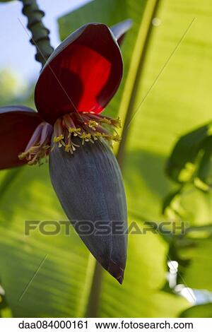 Banana flower View Large Photo Image Stock Image - Banana flower. Fotosearch