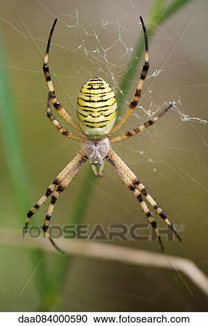 Stock Image - Banded argiope spider (Argiope trifasciata). Fotosearch