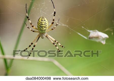 Banded argiope spider (Argiope trifasciata) View Large Photo Image Stock Photo - Banded argiope spider (Argiope trifasciata). Fotosearch