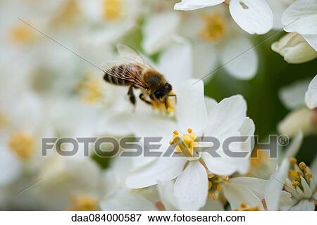 Bee gathering pollen on white flowers View Large Photo Image Stock Photo - Bee gathering pollen on white flowers. Fotosearch