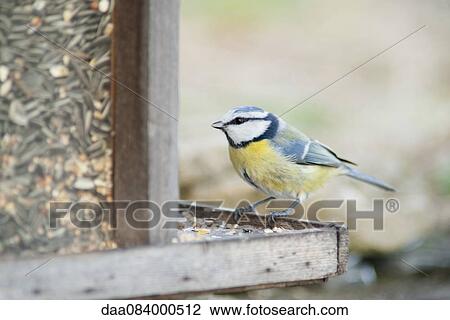 Blue tit (Cyanistes caeruleus) perched on bird feeder View Large Photo Image Stock Image - Blue tit (Cyanistes caeruleus) perched on bird feeder. Fotosearch