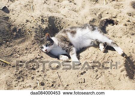 Cat lying in sand View Large Photo Image Stock Image - Cat lying in sand. Fotosearch