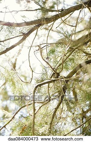 Cedar tree branches View Large Photo Image Stock Image - Cedar tree branches. Fotosearch