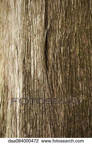 Stock Image - Cedar tree trunk, close-up. Fotosearch