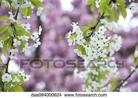 Cherry blossoms View Large Photo Image Picture - Cherry blossoms. Fotosearch