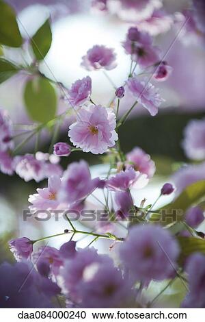 Cherry blossoms View Large Photo Image Stock Image - Cherry blossoms. Fotosearch