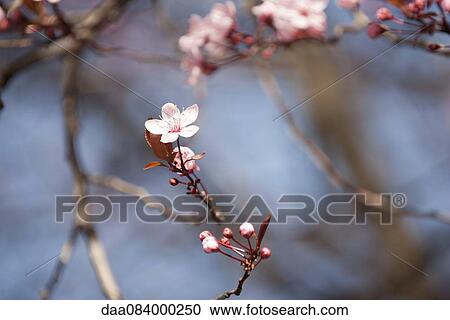 Cherry blossoms View Large Photo Image Stock Image - Cherry blossoms. Fotosearch