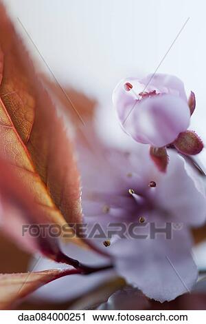 Cherry blossoms View Large Photo Image Stock Image - Cherry blossoms. Fotosearch