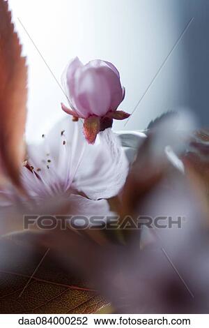 Cherry blossoms View Large Photo Image Stock Image - Cherry blossoms. Fotosearch