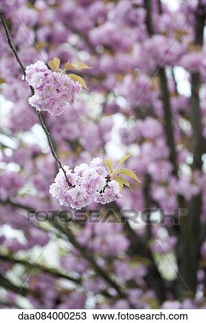 Cherry blossoms View Large Photo Image Stock Image - Cherry blossoms. Fotosearch