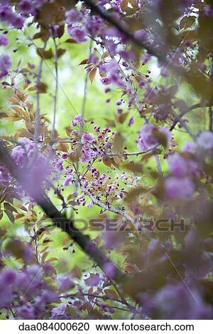 Cherry blossoms View Large Photo Image Stock Image - Cherry blossoms. Fotosearch