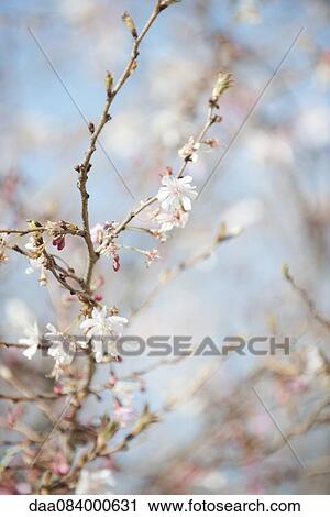 Stock Image - Cherry blossoms. Fotosearch