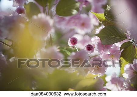 Cherry blossoms View Large Photo Image Stock Image - Cherry blossoms. Fotosearch