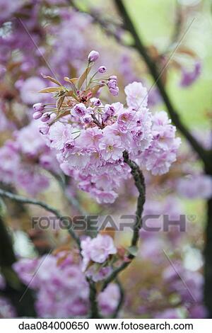 Cherry blossoms View Large Photo Image Stock Image - Cherry blossoms. Fotosearch