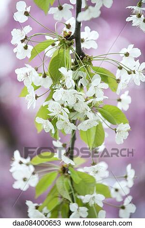 Cherry blossoms View Large Photo Image Stock Image - Cherry blossoms. Fotosearch