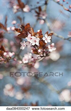 Cherry blossoms View Large Photo Image Stock Photo - Cherry blossoms. Fotosearch