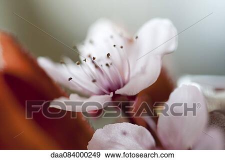 Stock Photo - Cherry blossoms. Fotosearch