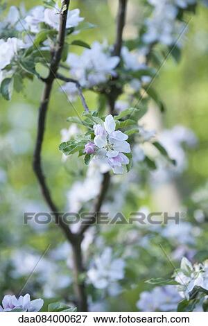 Stock Photo - Cherry blossoms. Fotosearch