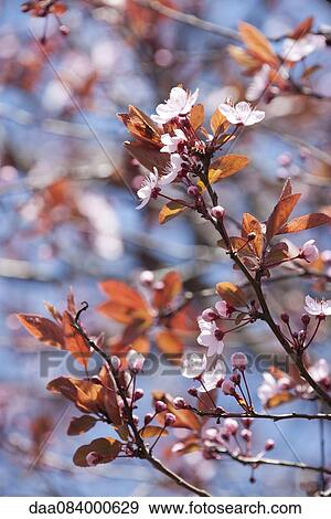 Cherry blossoms View Large Photo Image Stock Photo - Cherry blossoms. Fotosearch