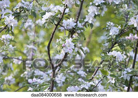 Cherry blossoms View Large Photo Image Stock Photo - Cherry blossoms. Fotosearch