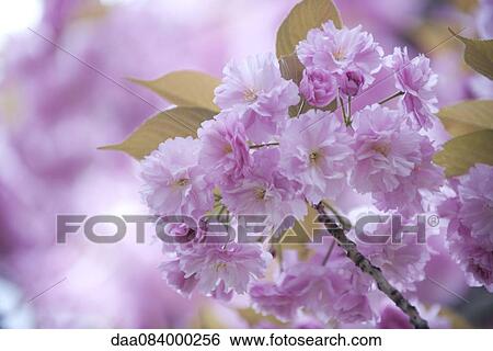 Cherry blossoms View Large Photo Image Stock Photograph - Cherry blossoms. Fotosearch