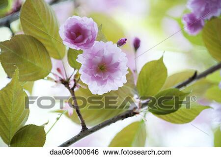 Cherry blossoms View Large Photo Image Stock Photograph - Cherry blossoms. Fotosearch