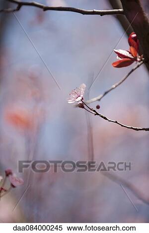 Cherry blossoms View Large Photo Image Stock Photography - Cherry blossoms. Fotosearch