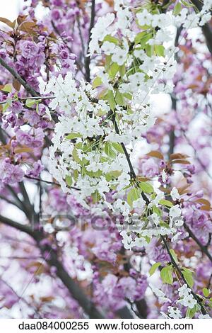 Cherry branches in full bloom View Large Photo Image Stock Photography - Cherry branches in full bloom. Fotosearch