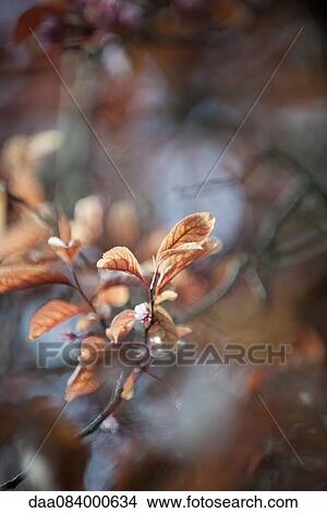 Cherry branches View Large Photo Image Picture - Cherry branches. Fotosearch