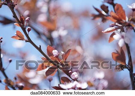 Cherry branches View Large Photo Image Stock Image - Cherry branches. Fotosearch