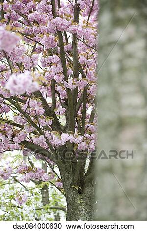 Stock Image - Cherry tree in full bloom. Fotosearch