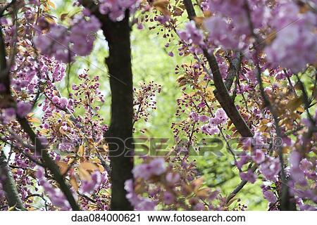 Stock Image - Cherry trees in bloom. Fotosearch