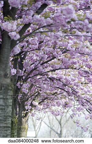 Cherry trees in full bloom View Large Photo Image Stock Photo - Cherry trees in full bloom. Fotosearch