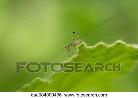 Stock Photograph - Close-up of cricket on leaf. Fotosearch