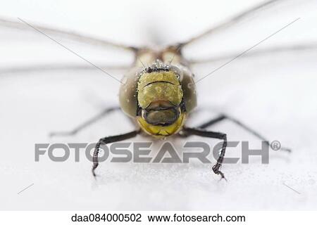 Close-up of dragonfly View Large Photo Image Stock Image - Close-up of dragonfly. Fotosearch