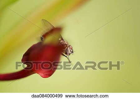 Close-up of fly on leaf View Large Photo Image Stock Photo - Close-up of fly on leaf. Fotosearch