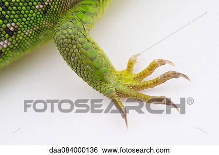 Close-up of green lizard's claws View Large Photo Image Stock Photograph - Close-up of green lizard's claws. Fotosearch