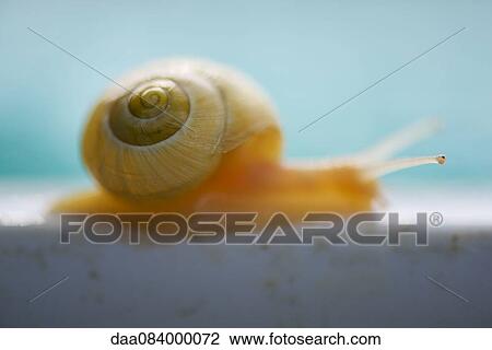 Close-up of snail's shell View Large Photo Image Stock Image - Close-up of snail's shell. Fotosearch