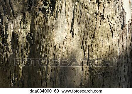 Close-up of tree bark View Large Photo Image Stock Photo - Close-up of tree bark. Fotosearch