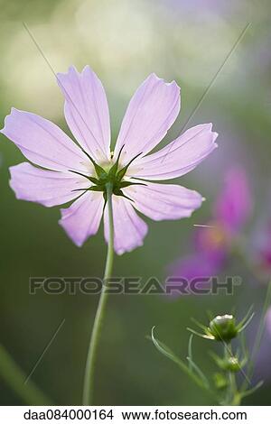 Picture - Cosmos flower. Fotosearch
