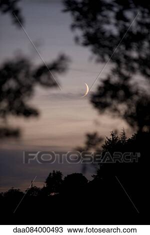 Crescent moon viewed through trees at twilight View Large Photo Image Stock Image - Crescent moon viewed through trees at twilight. Fotosearch