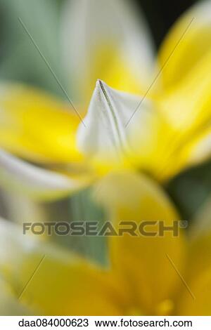 Crocus flowers, close-up View Large Photo Image Stock Image - Crocus flowers, close-up. Fotosearch