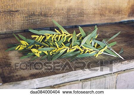 Picture - Cut branches of Sydney golden wattle (Acacia longifolia). Fotosearch