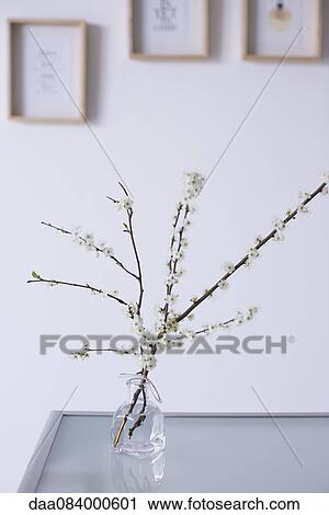 Cut cherry branches in vase View Large Photo Image Stock Image - Cut cherry branches in vase. Fotosearch