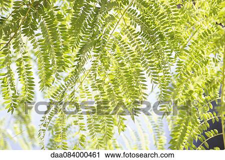 Delicate foliage, full frame View Large Photo Image Stock Image - Delicate foliage, full frame. Fotosearch