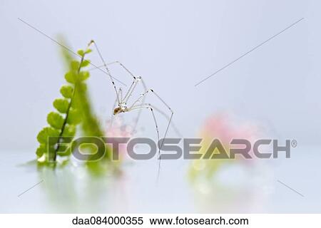 Delicate spider, close-up View Large Photo Image Stock Photography - Delicate spider, close-up. Fotosearch