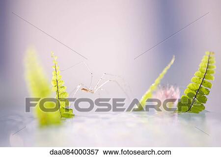 Delicate spider on water View Large Photo Image Stock Photo - Delicate spider on water. Fotosearch
