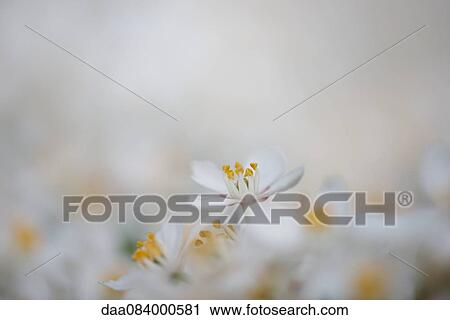 Delicate white flowers View Large Photo Image Stock Image - Delicate white flowers. Fotosearch