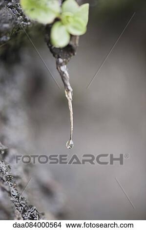 Dew drop View Large Photo Image Picture - Dew drop. Fotosearch