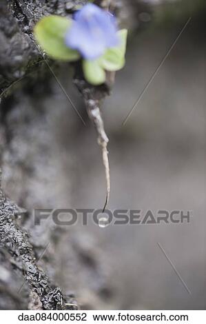 Dew drop View Large Photo Image Stock Image - Dew drop. Fotosearch